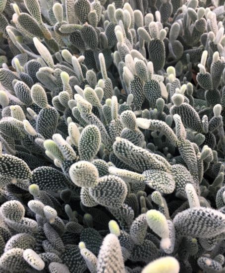 Opuntia microdasys var. Albispina | The Cactus King